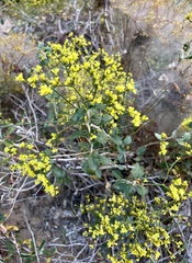 Eriogonum corymbosum
