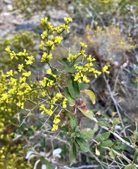 Eriogonum corymbosum