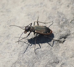 Cicindela marginipennis
