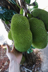 Artocarpus heterophyllus