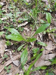Plantago debilis