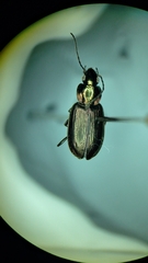 Agonum muelleri
