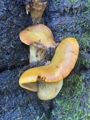Omphalotus olivascens