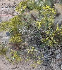 Eriogonum corymbosum