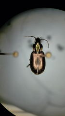 Agonum muelleri