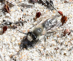 Colletes cunicularius