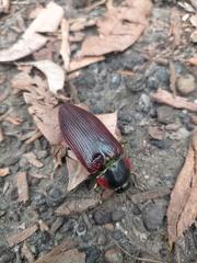 Temognatha