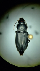 Anisodactylus binotatus