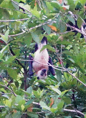 Kei Flying Fox