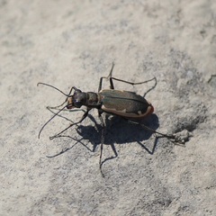 Cicindela marginipennis