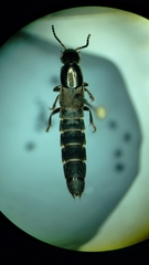 Ocypus aeneocephalus