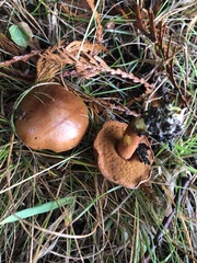 Chalciporus