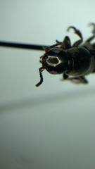 Ocypus aeneocephalus