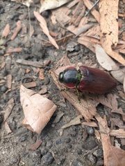 Temognatha