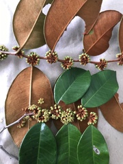 Chrysophyllum