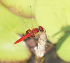 Aethriamanta circumsignata
