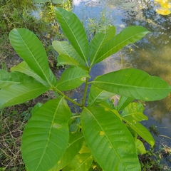 Tabernaemontana alba