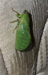 Chlorocysta vitripennis