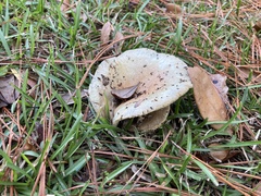 Lactarius pseudodeliciosus
