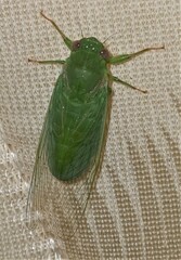 Chlorocysta vitripennis