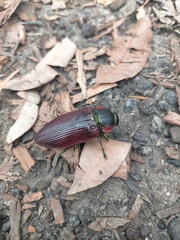 Temognatha
