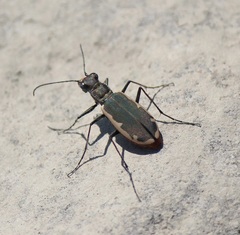 Cicindela marginipennis