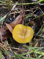 Amanita flavella