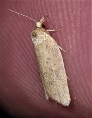 Clepsis divulsana