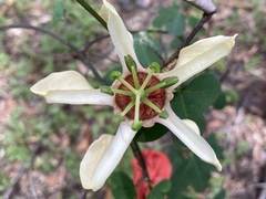Passiflora aurantia