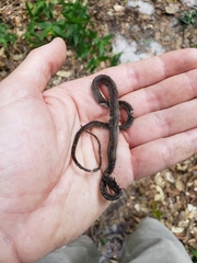 Echinanthera melanostigma