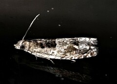 Spilonota constrictana