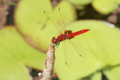 Aethriamanta circumsignata