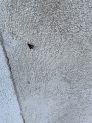 Pyropteron chrysidiforme