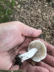 Russula albidula