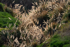 Cortaderia jubata