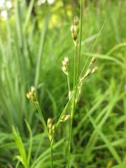 Juncus interior