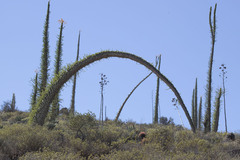 Fouquieria columnaris
