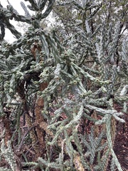 Cylindropuntia fulgida
