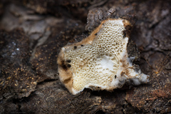 Spongiporus leucospongia
