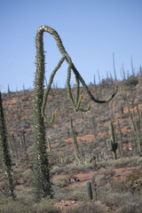 Fouquieria columnaris