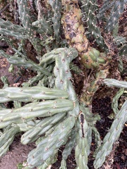 Cylindropuntia fulgida