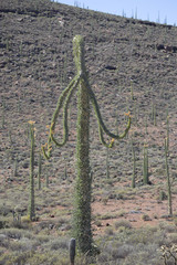 Fouquieria columnaris