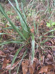 Dichanthelium laxiflorum