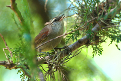 Cranioleuca pyrrhophia