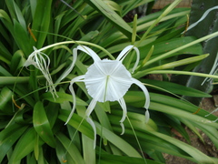 Hymenocallis