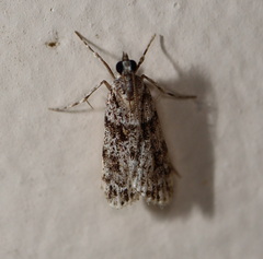 Scoparia chiasta