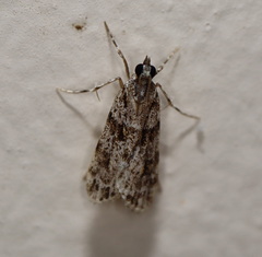 Scoparia chiasta