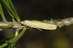 Eilema lutarella