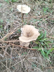 Amanita rhacopus