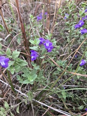 Scutellaria wrightii